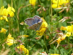 FZ018250 Brown Argus (Aricia agestis) butterfly.jpg